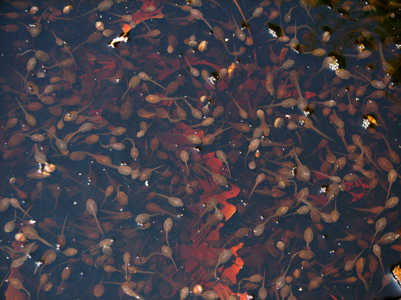 Wood frog tadpoles can be seen in large numbers swimming in the shallow waters at the edge of a vernal pool. Credit: Betsy Leppo